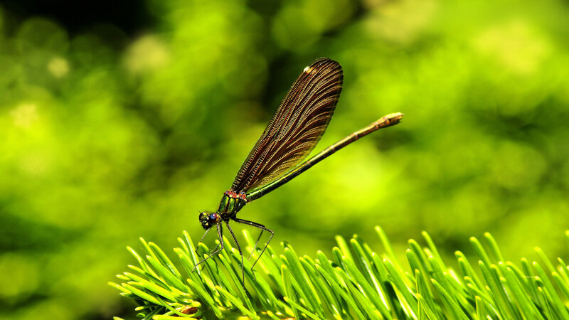 Damselfly on Pine Needle