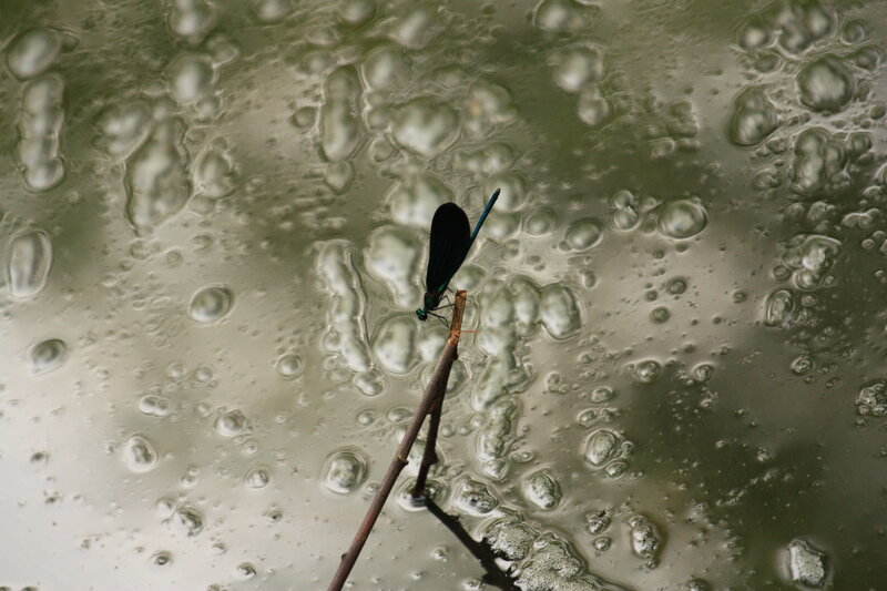 Damselfly on Twig