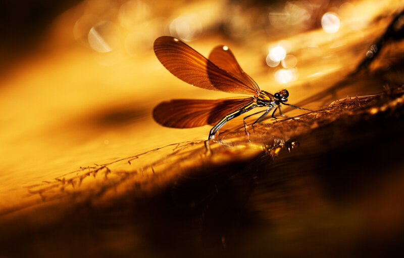 Damselfly on Water