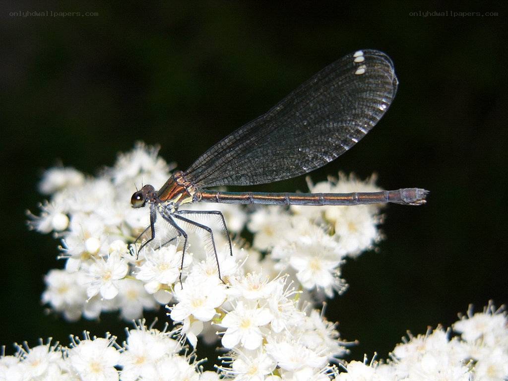 damselfly on white flowers