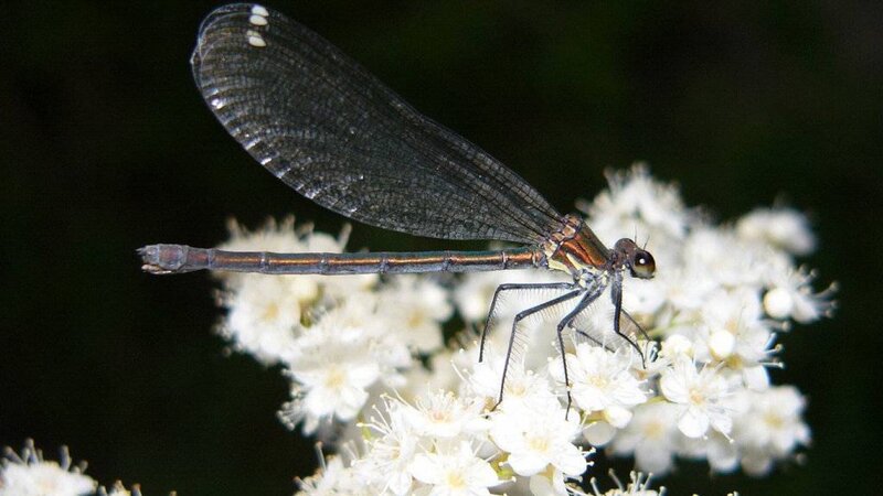 Damselfly on White Flowers — Black