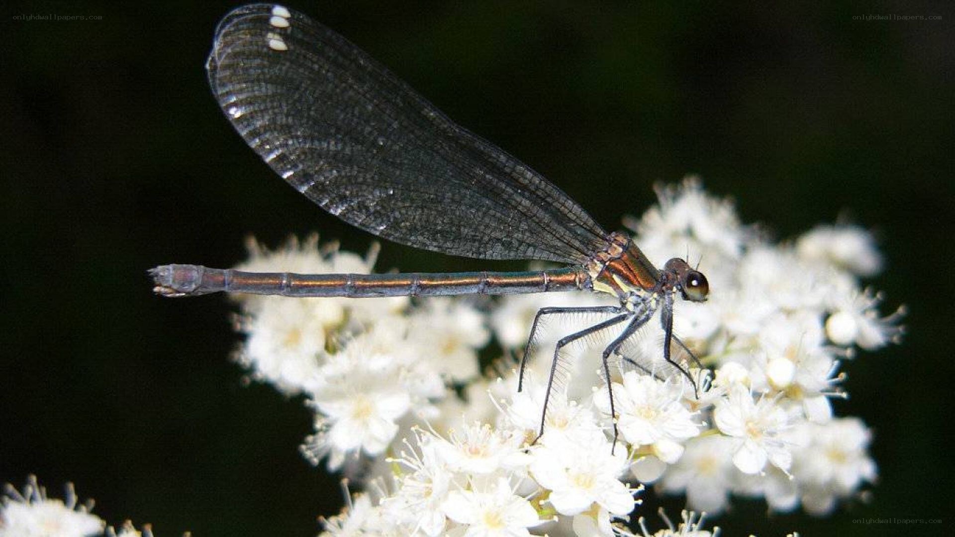 damselfly on white flowers