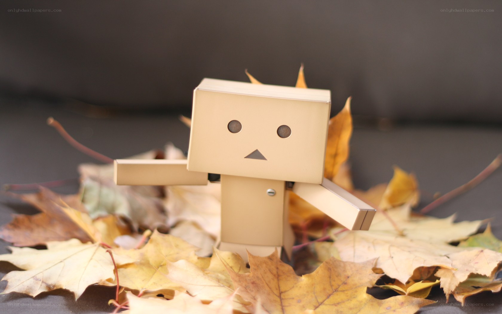 Danbo among autumn leaves