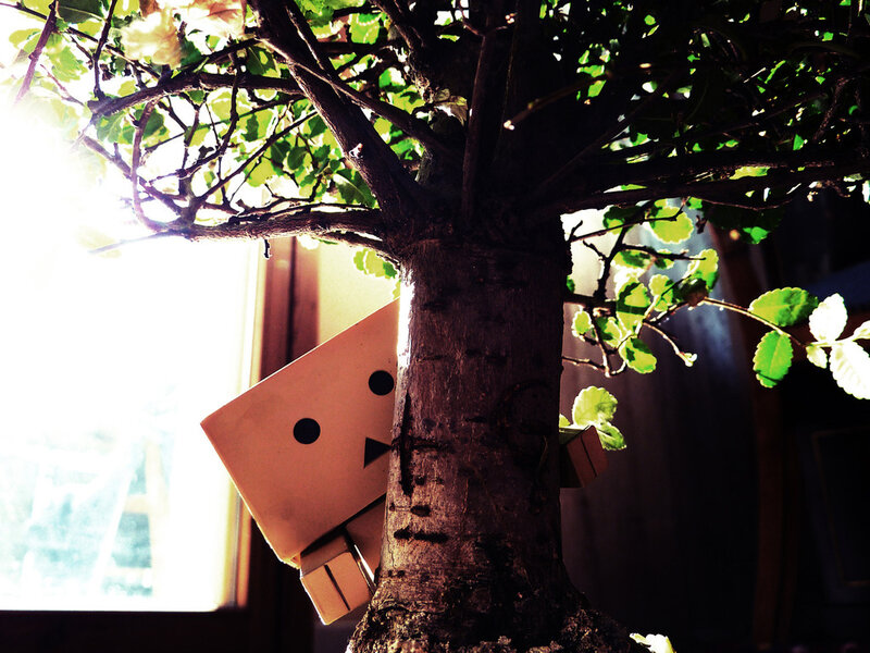 Danbo Figure Behind Tree
