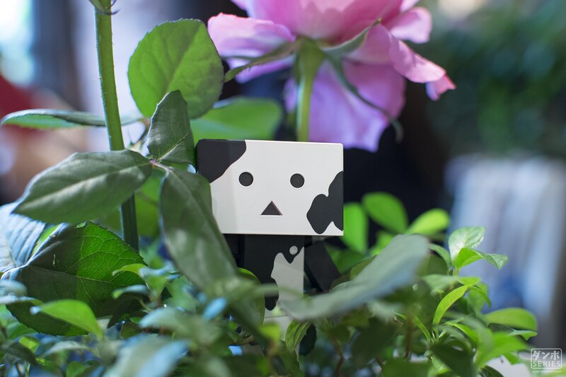 Danbo Figure in Plants