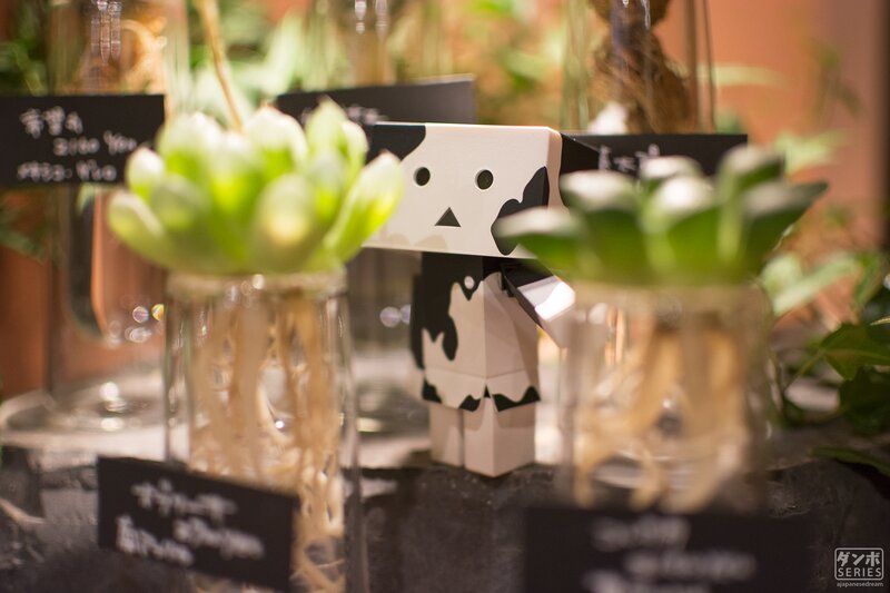 Danbo Figure with Succulents
