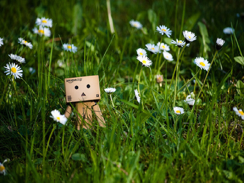 Danbo in a field of daisies