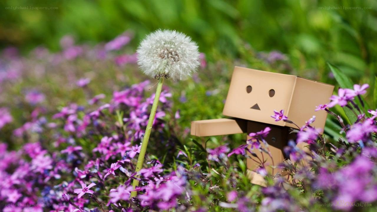 Danbo in a flower field