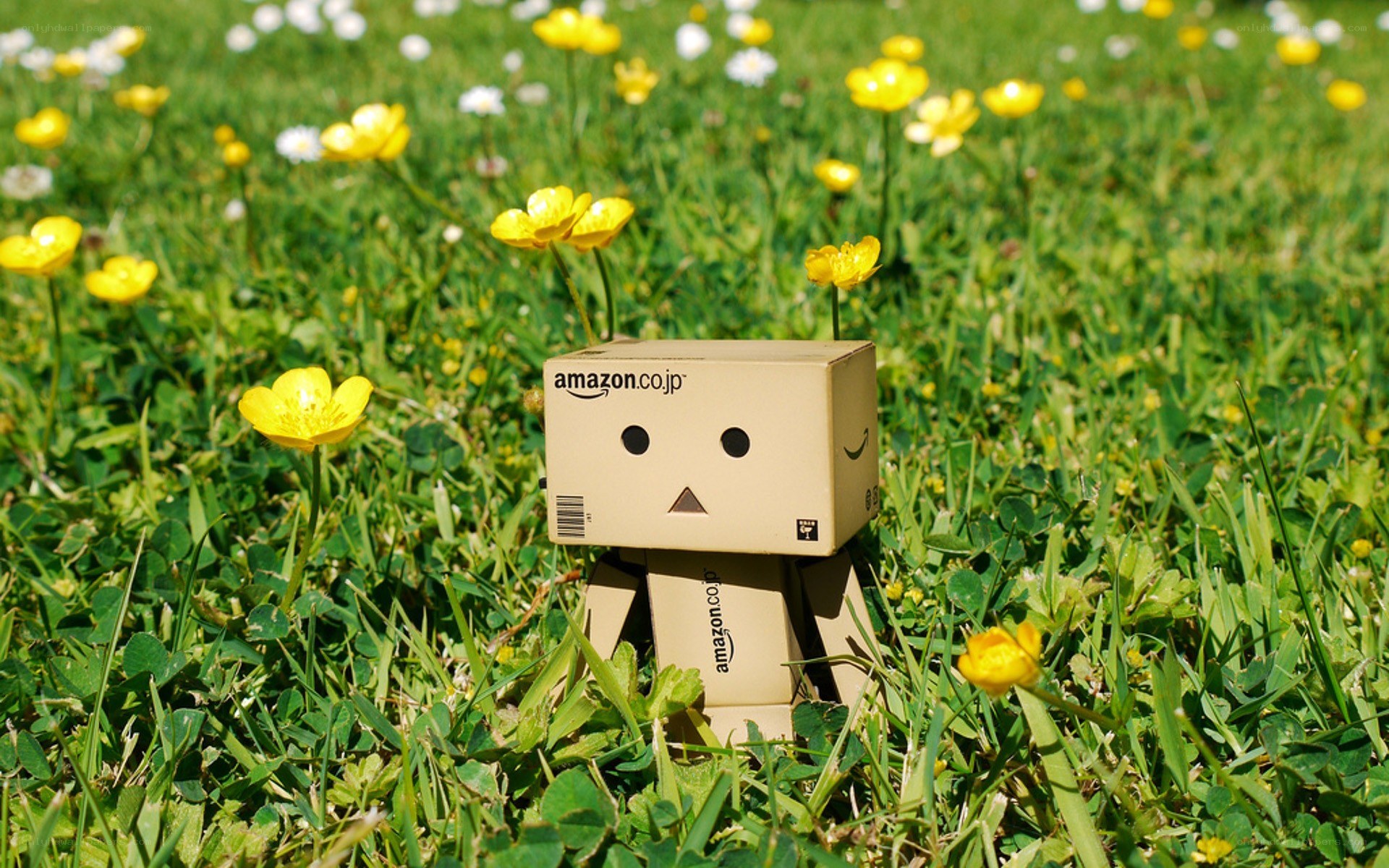 Danbo in a flower field