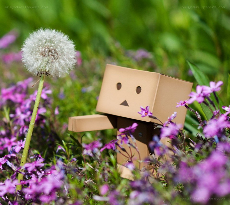 Danbo in a flower field