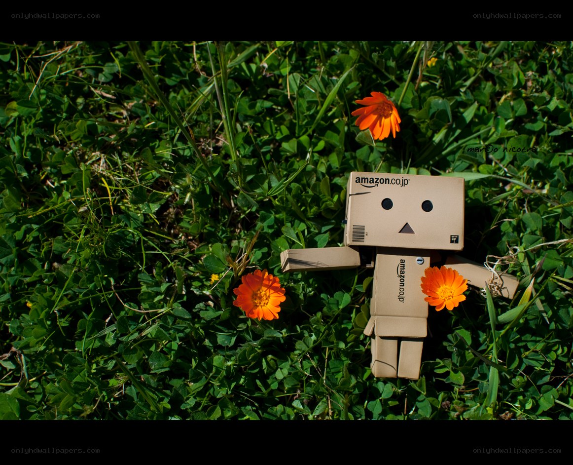 Danbo in a flower field
