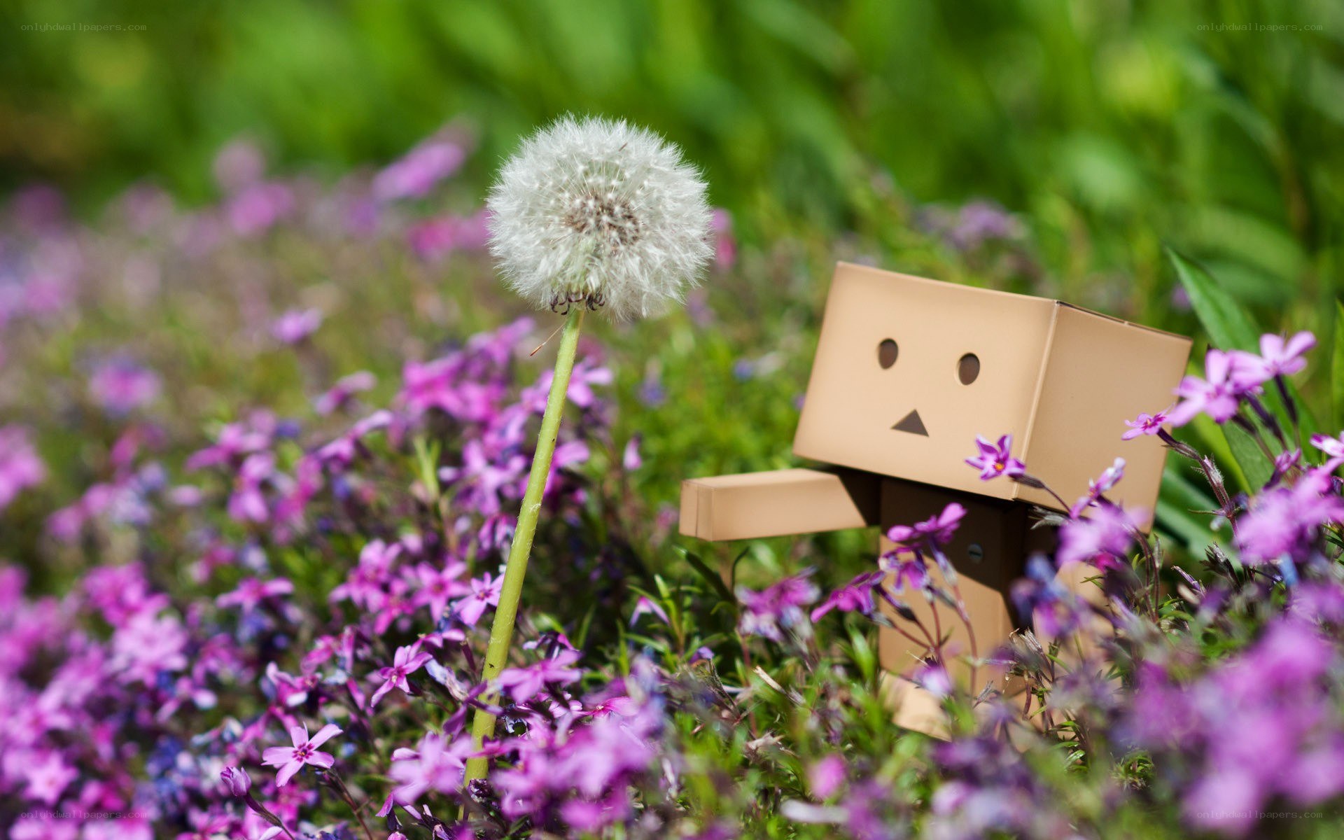 Danbo in a flower field