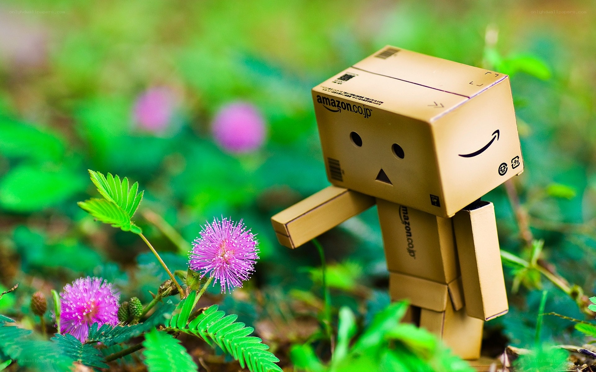 Danbo in a flower field