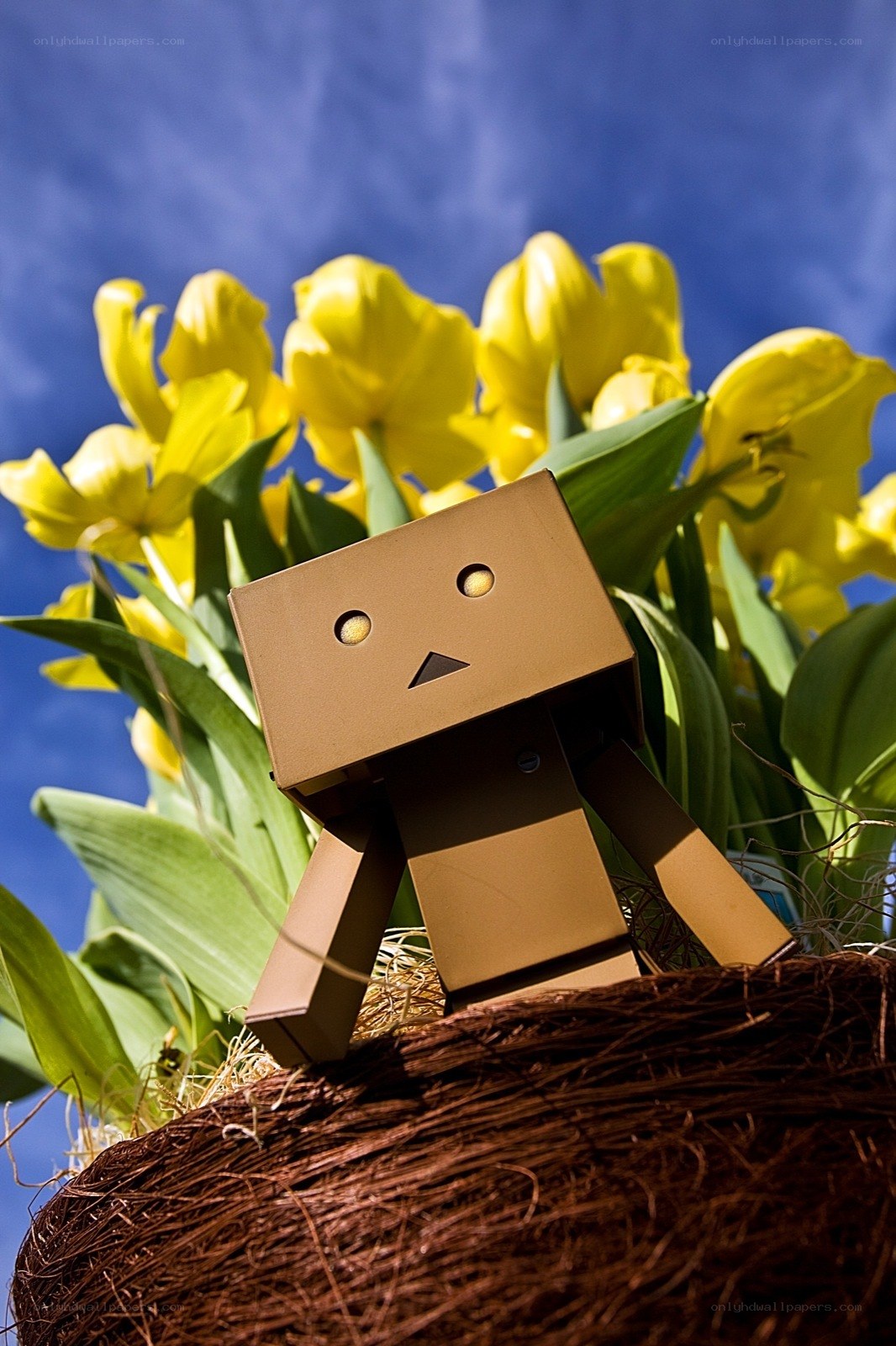 Danbo in a flower garden
