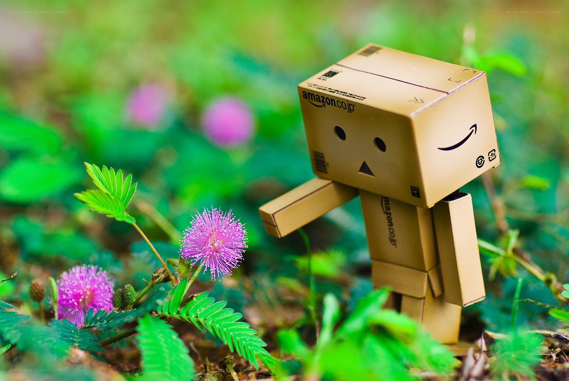 Danbo in a garden