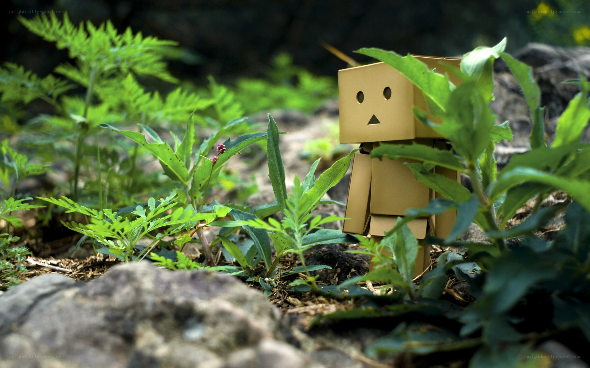 Danbo in a garden