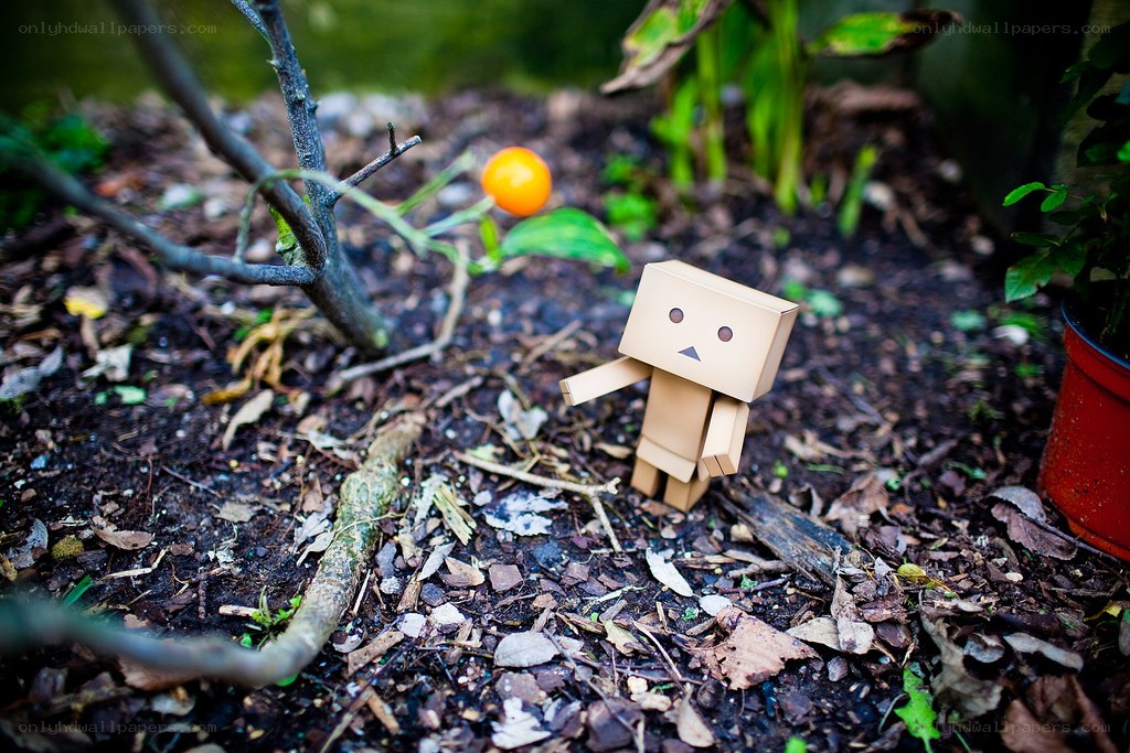 Danbo in a garden