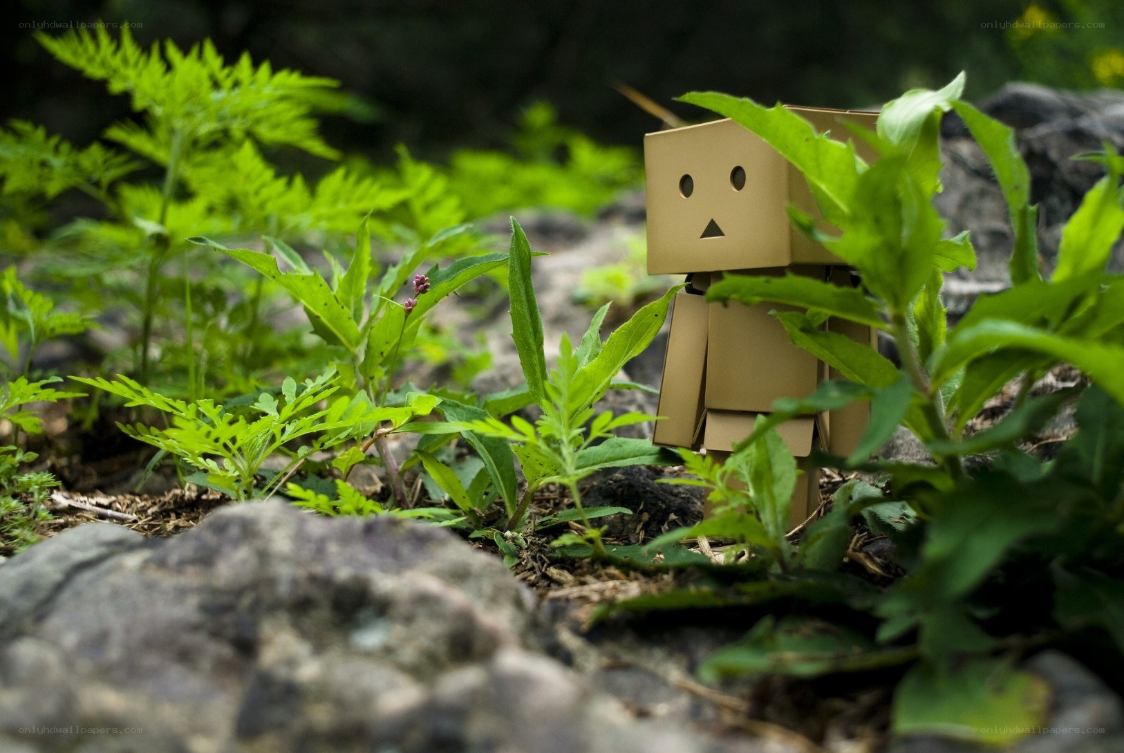 Danbo in a garden