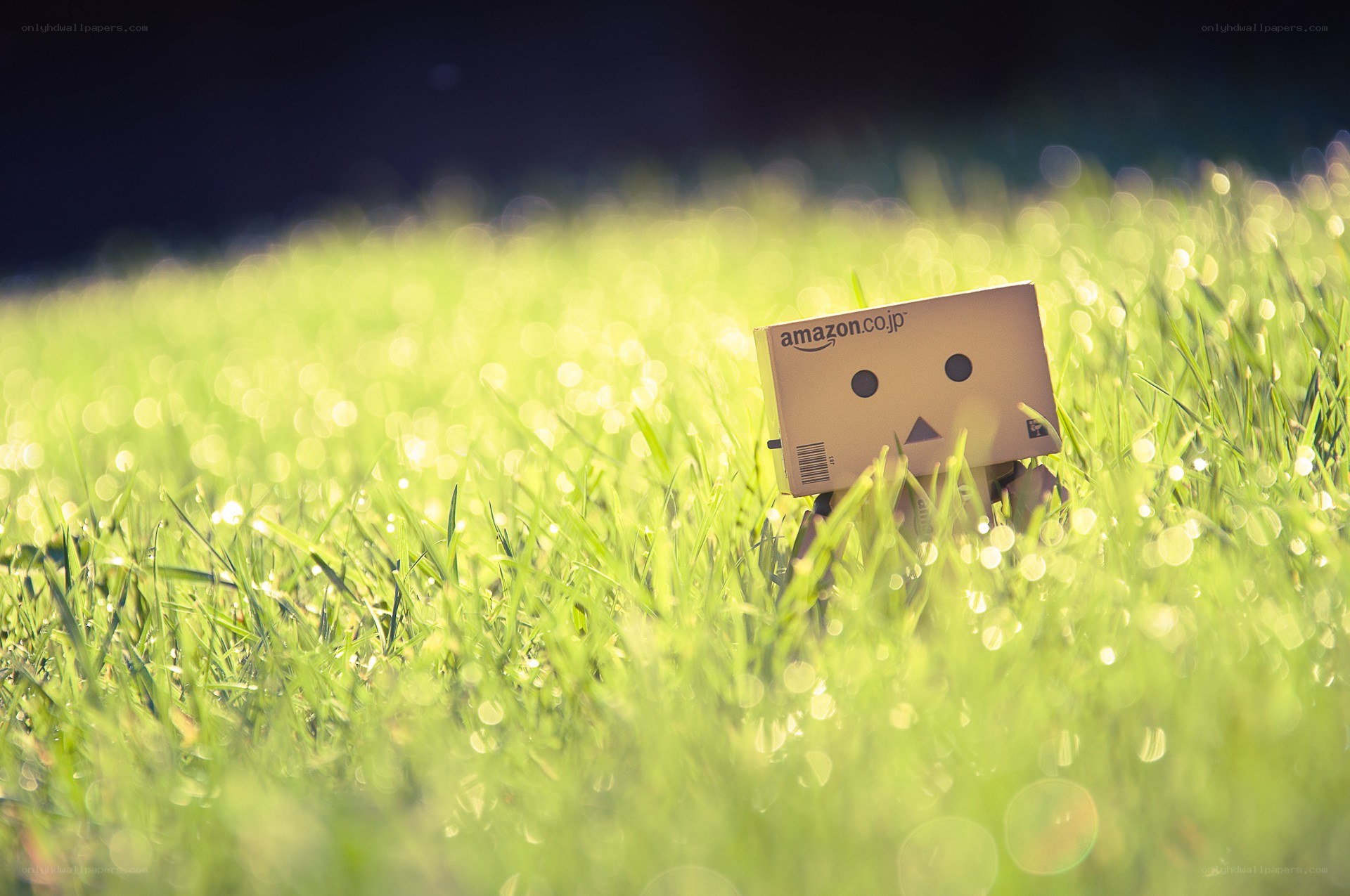 Danbo in a grassy field