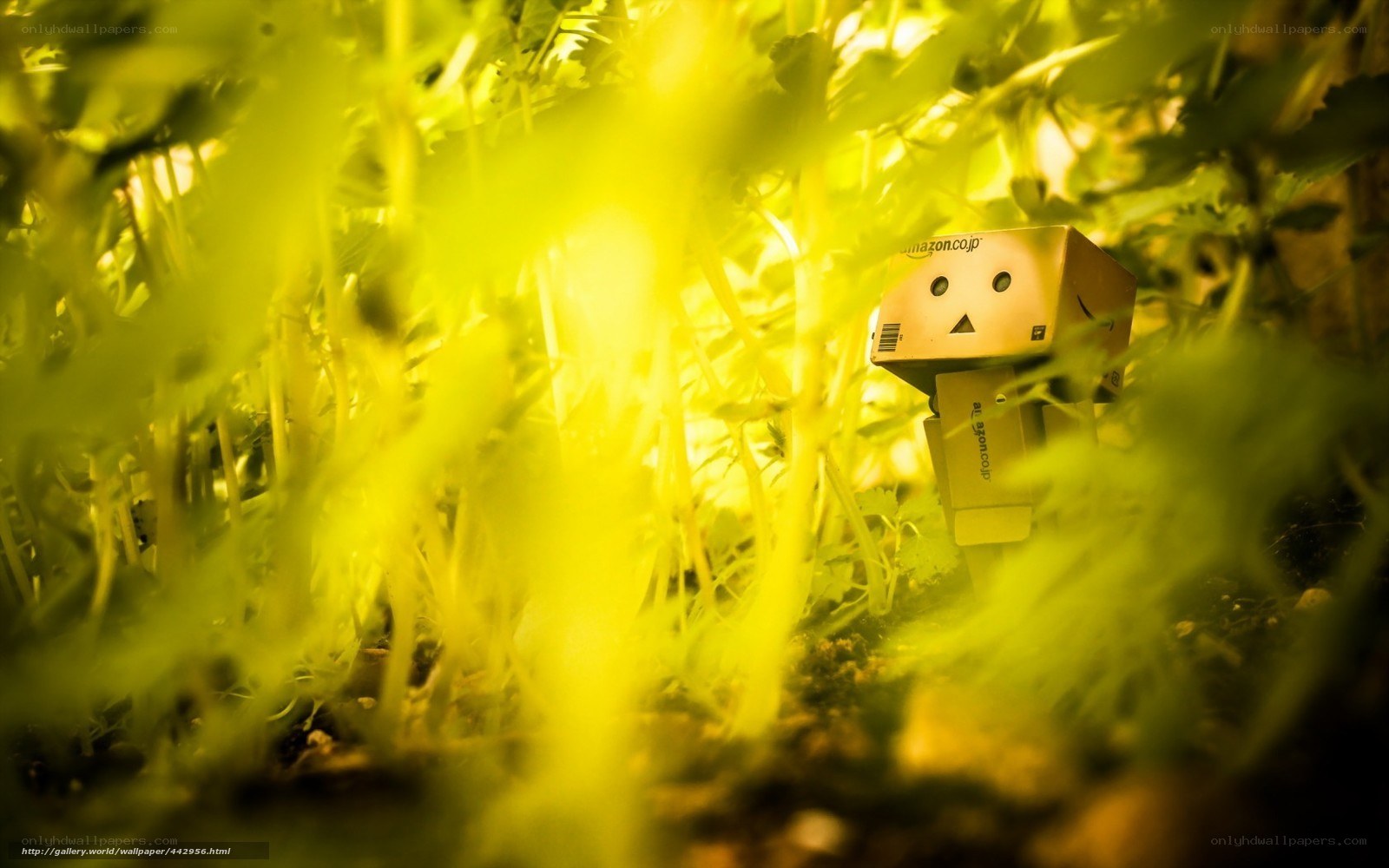 Danbo in a green field