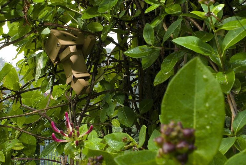 Danbo in a leafy bush