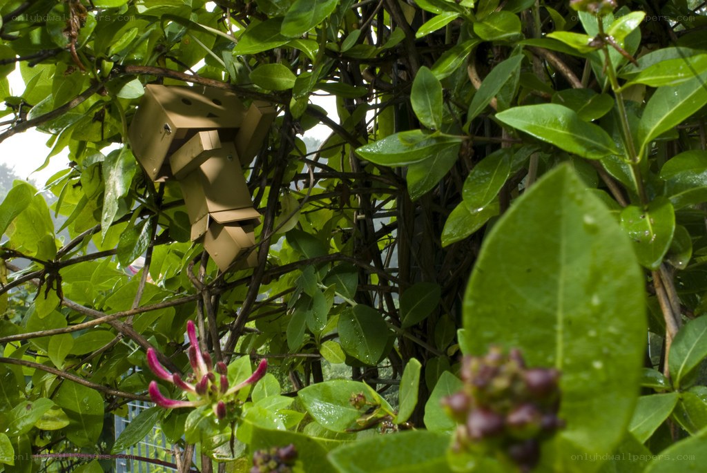 Danbo in a leafy bush