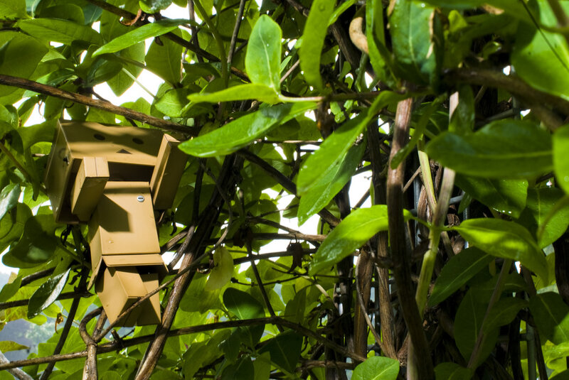 Danbo in a leafy tree