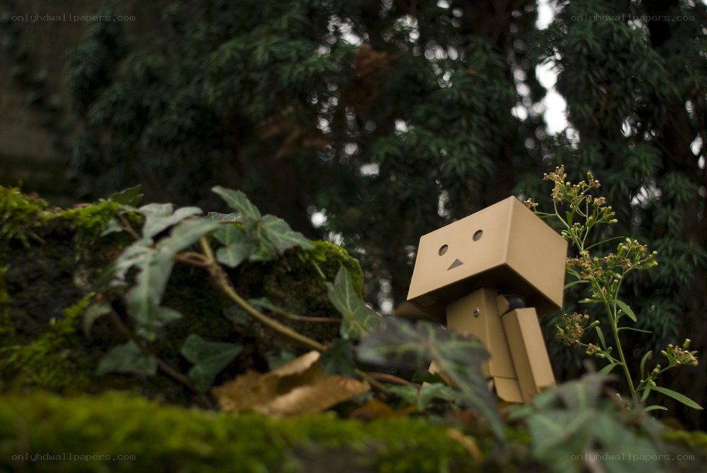 Danbo in a mossy forest