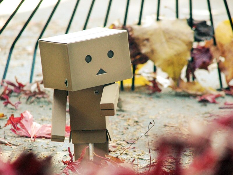 Danbo in autumn leaves
