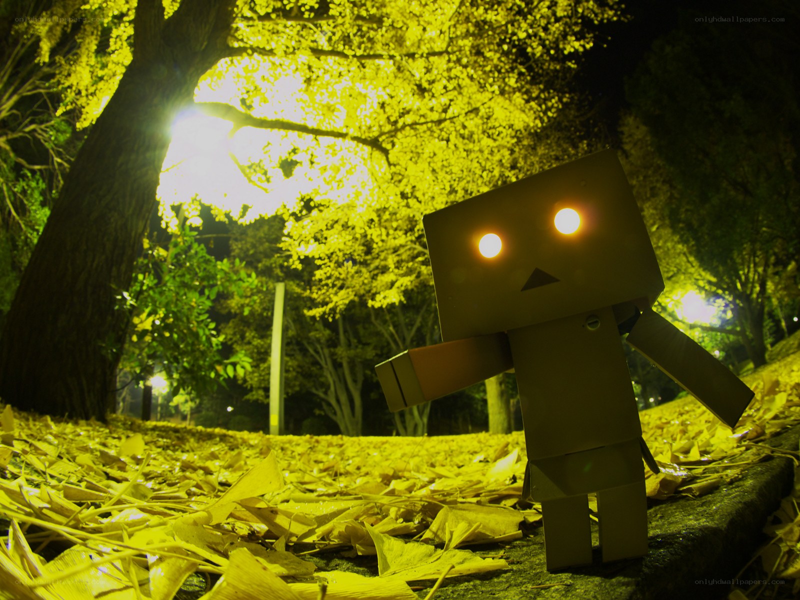 Danbo in autumn leaves