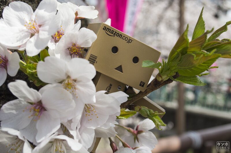 Danbo in Cherry Blossoms — White