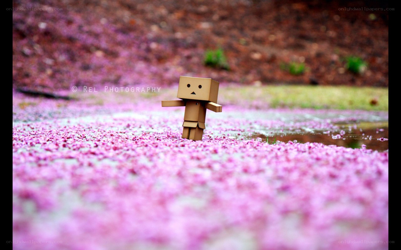 Danbo in cherry blossoms