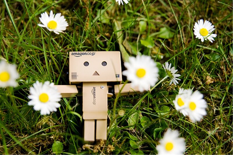 Danbo in Daisies