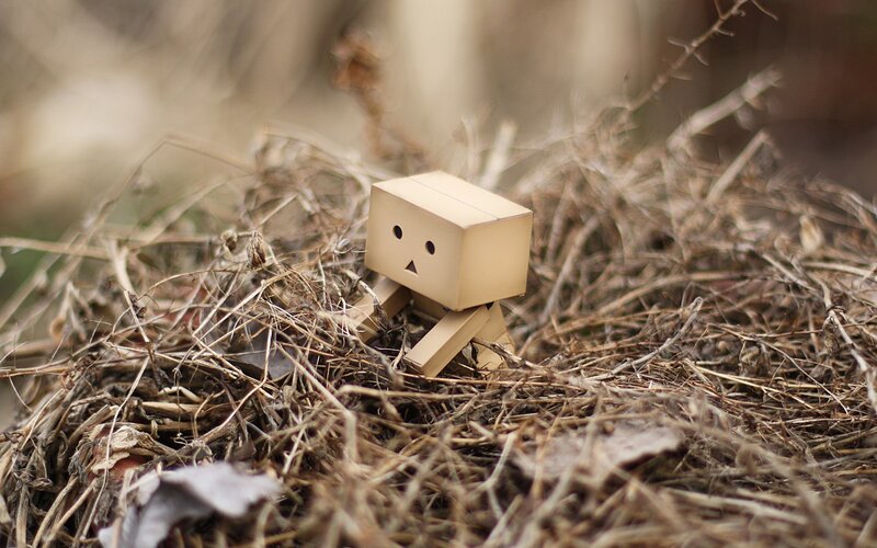 Danbo in dry grass