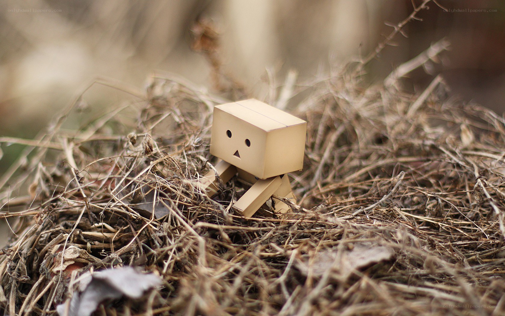 Danbo in dry grass