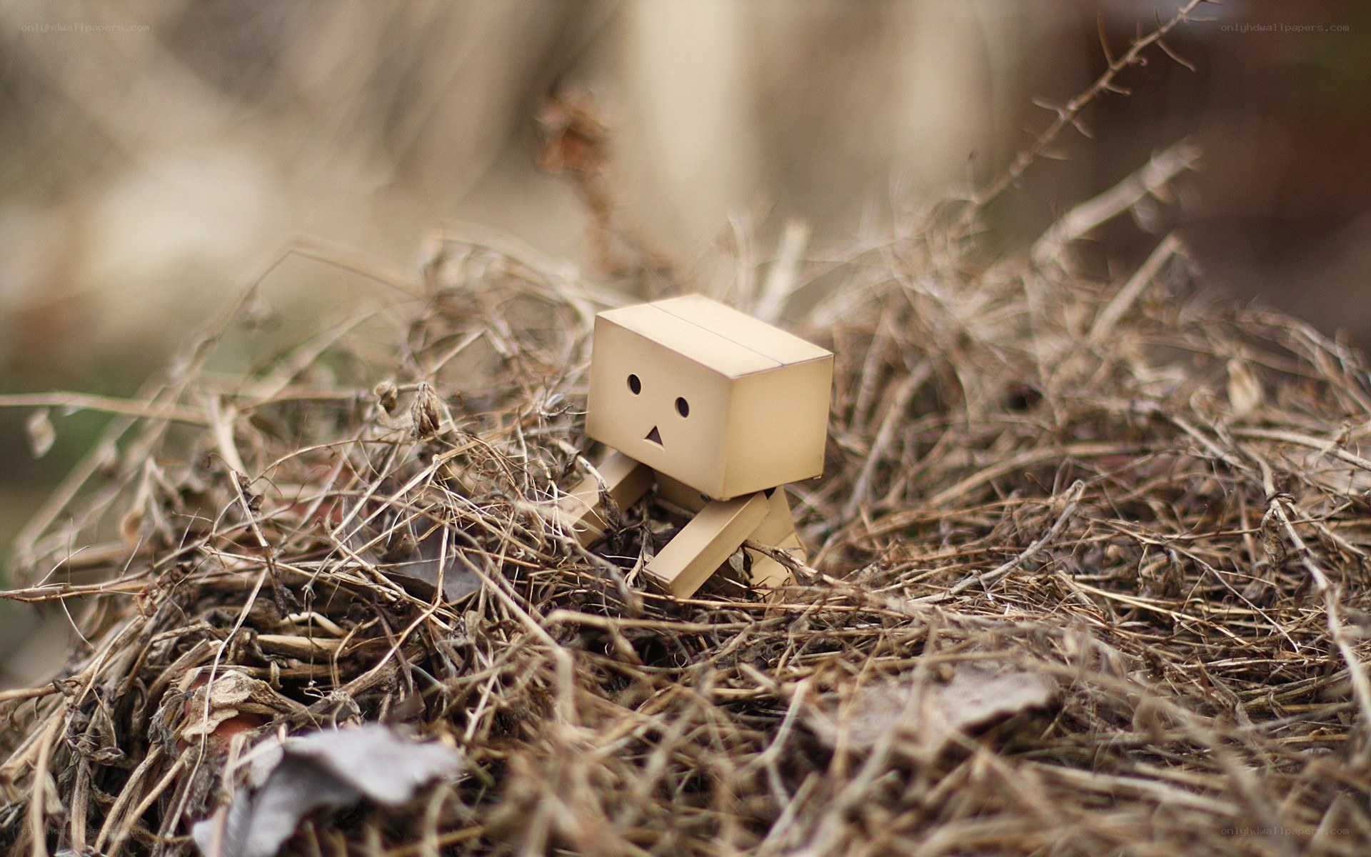 Danbo in dry grass