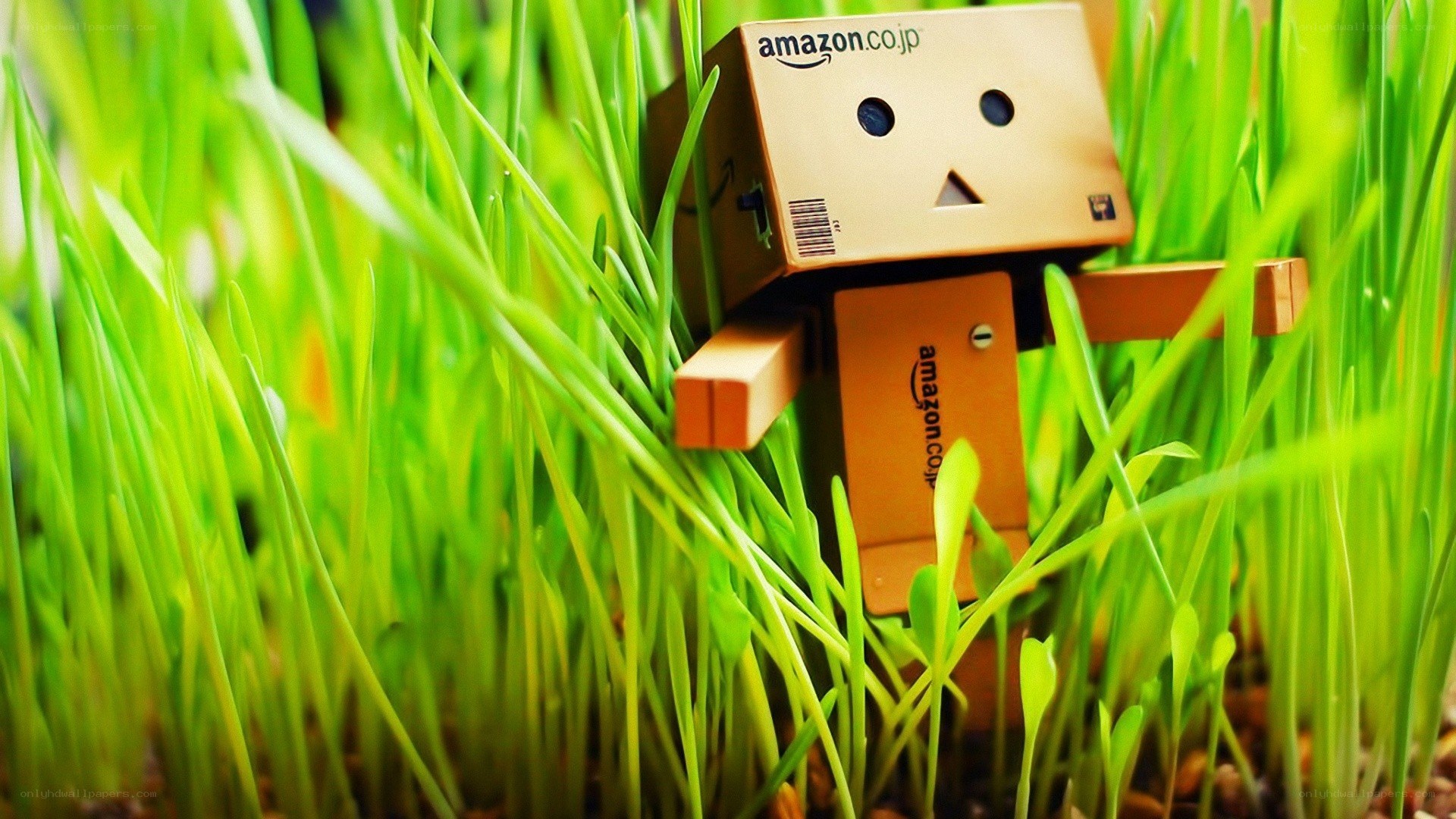 Danbo in green grass