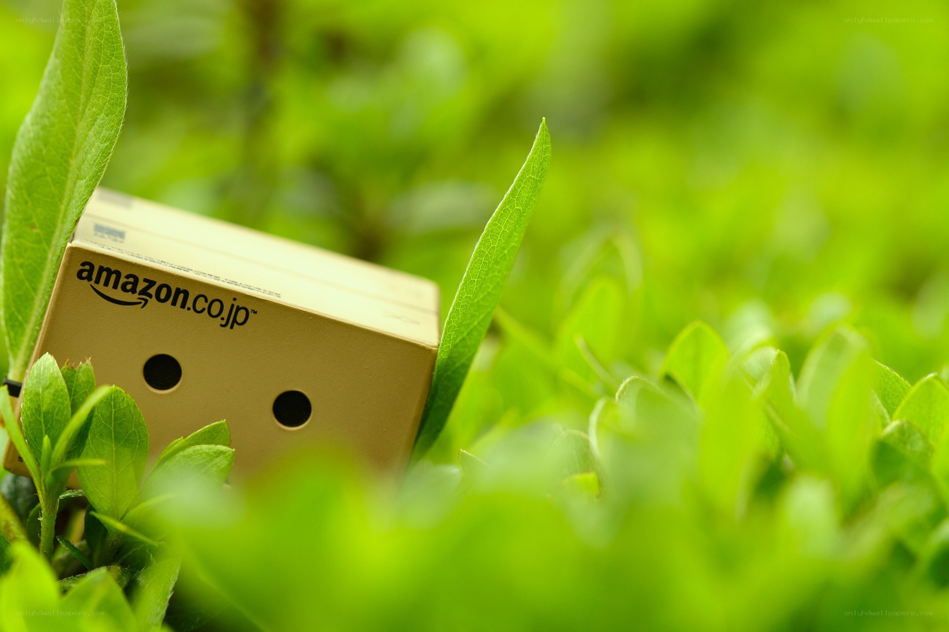 Danbo in green leaves