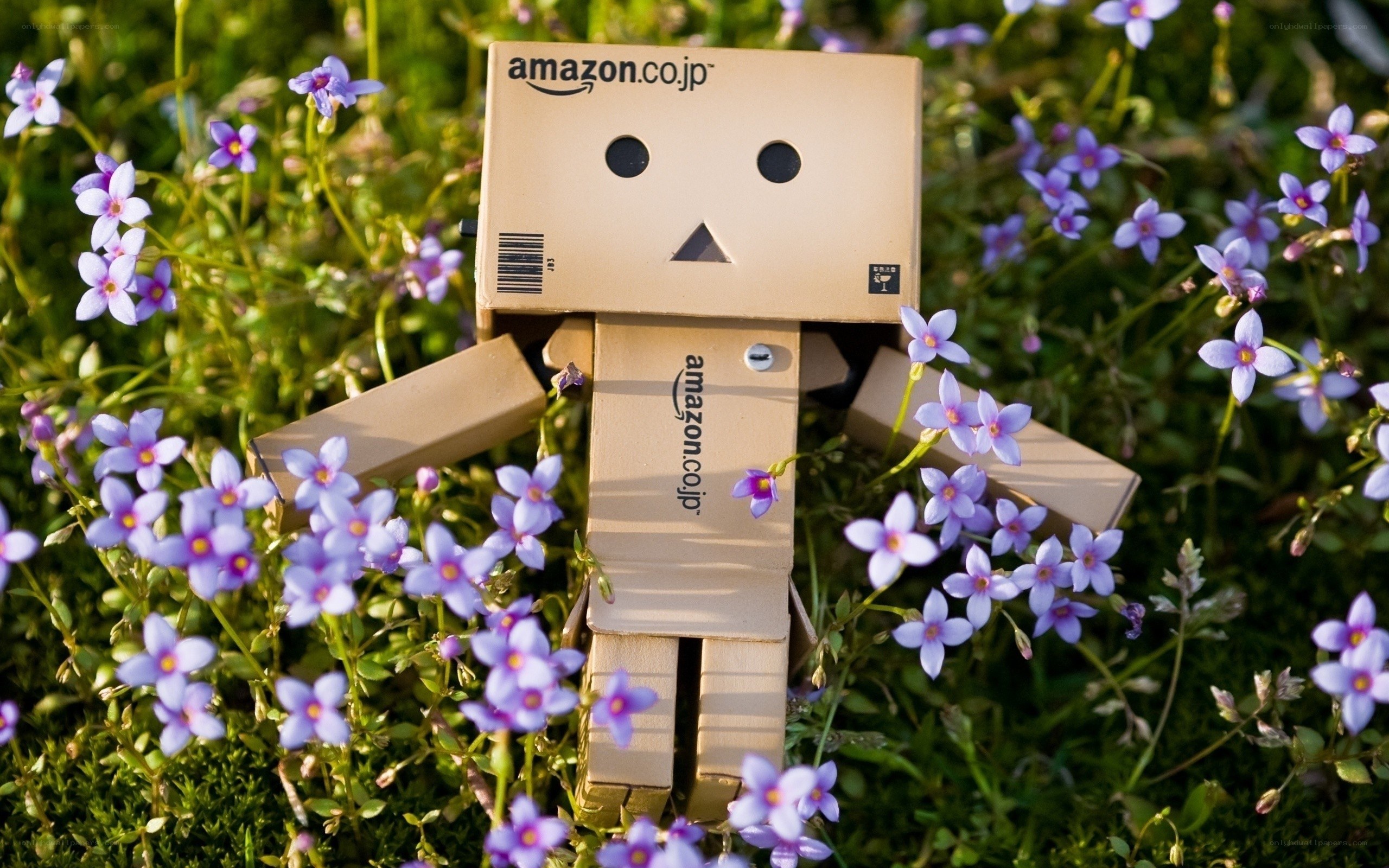 Danbo in purple flowers