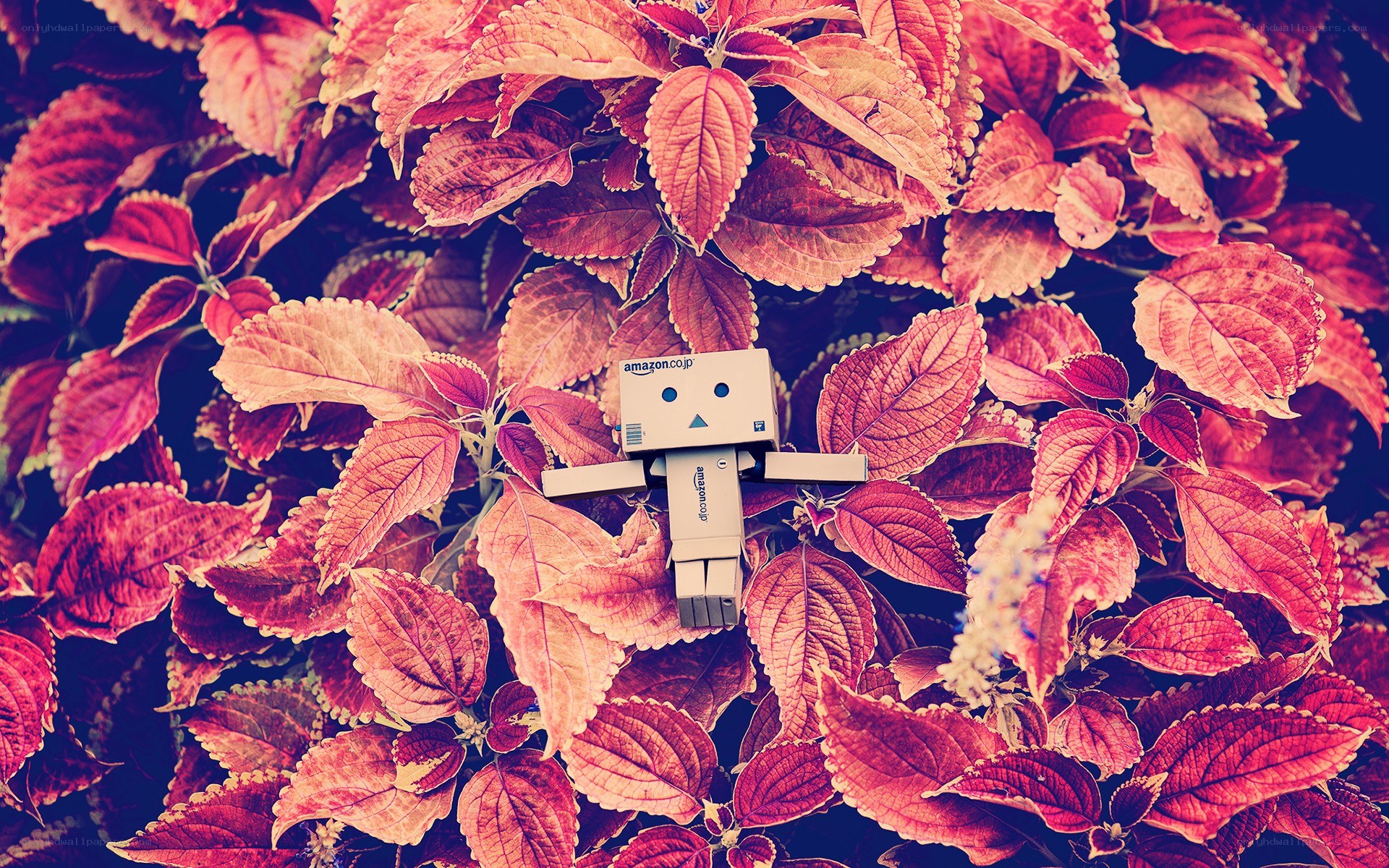 Danbo in red leaves