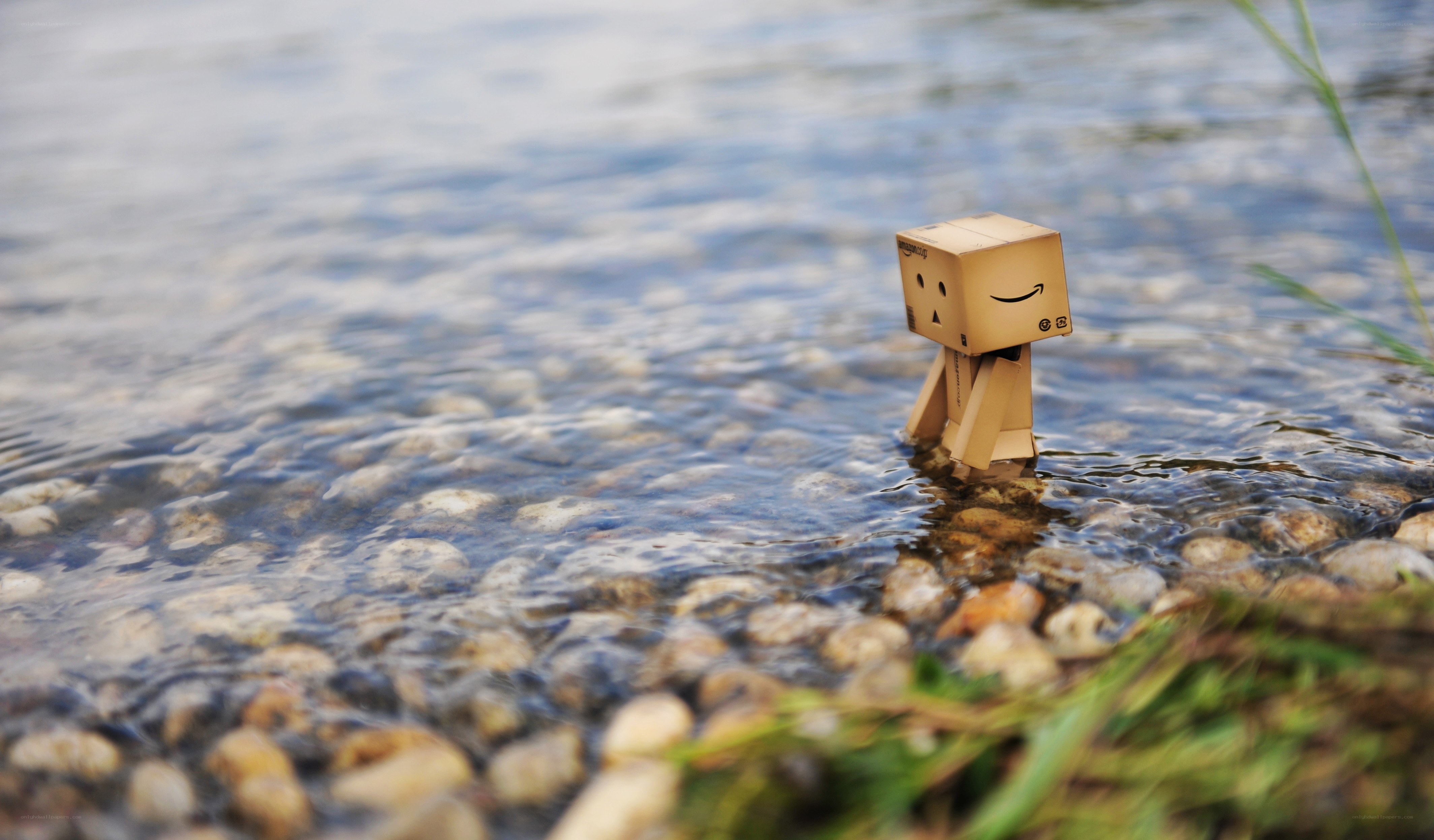 Danbo in shallow water