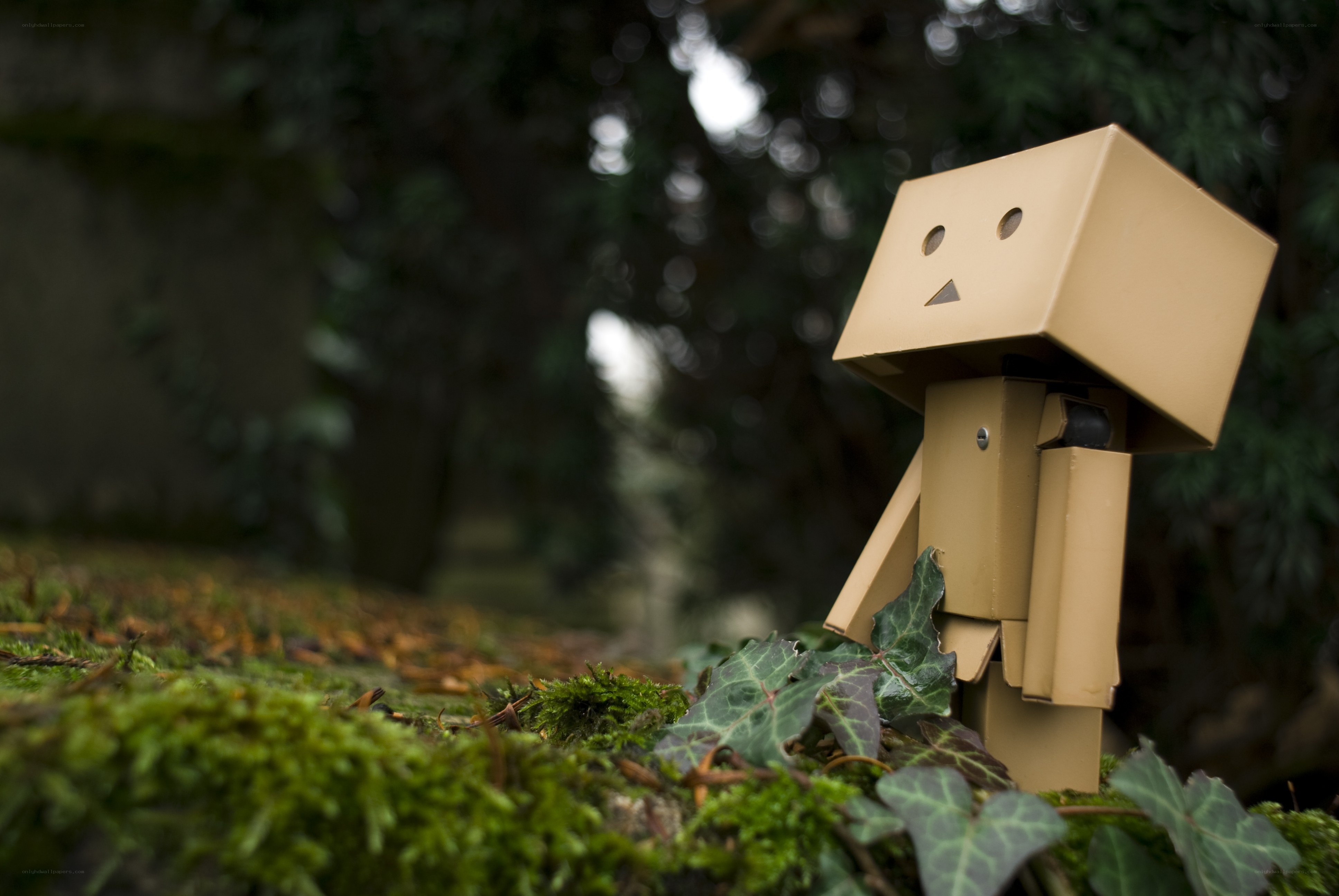 Danbo in the forest