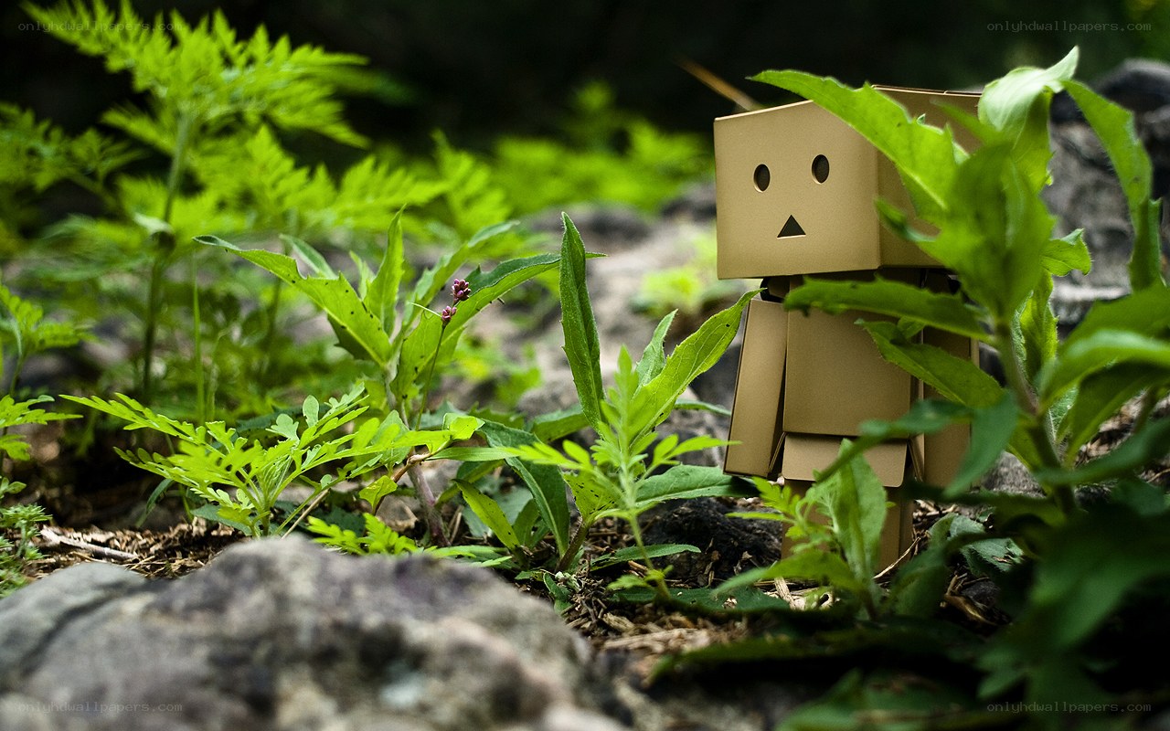 Danbo in the forest