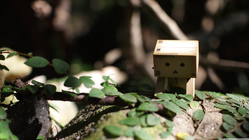 Danbo in the forest