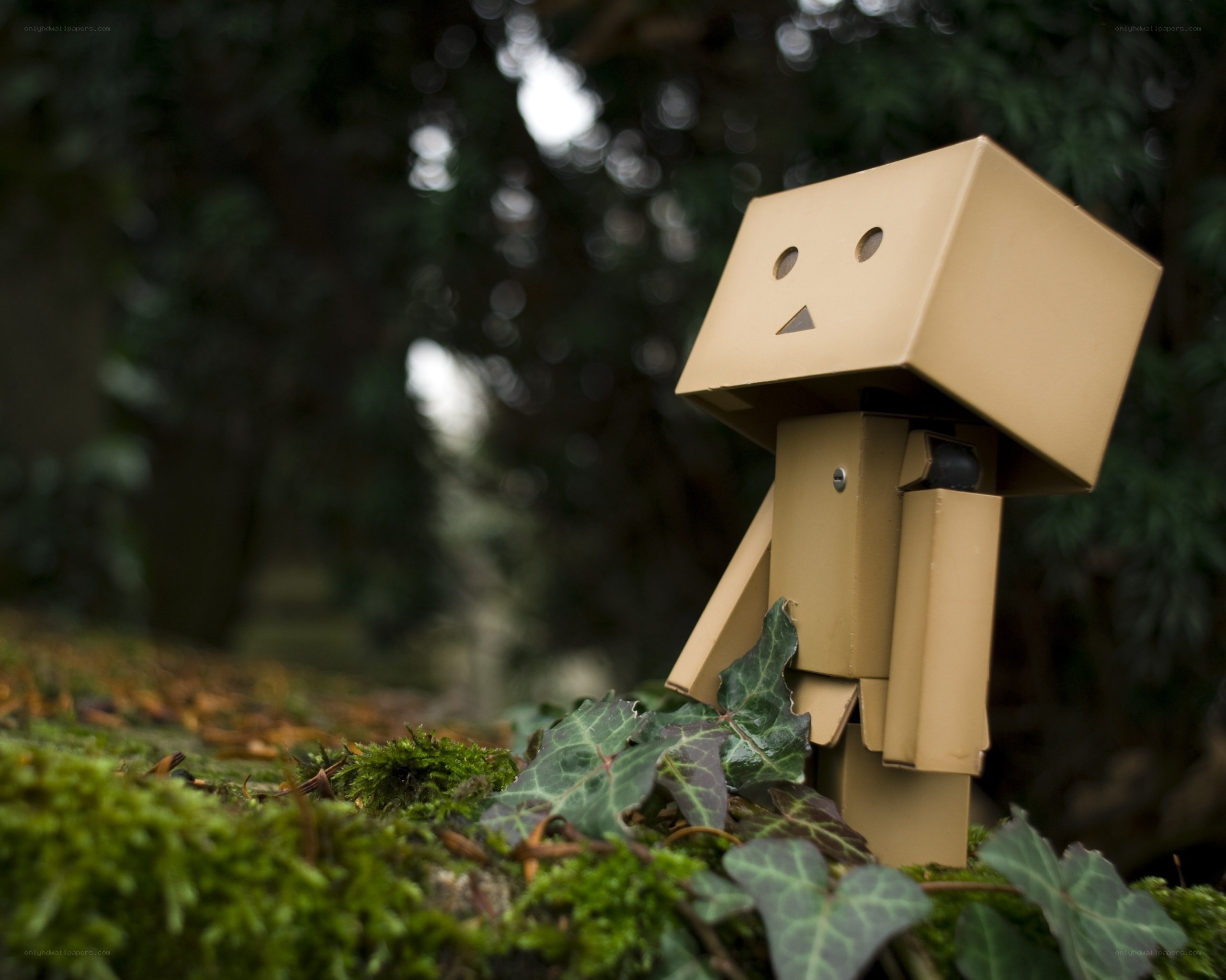 Danbo in the forest