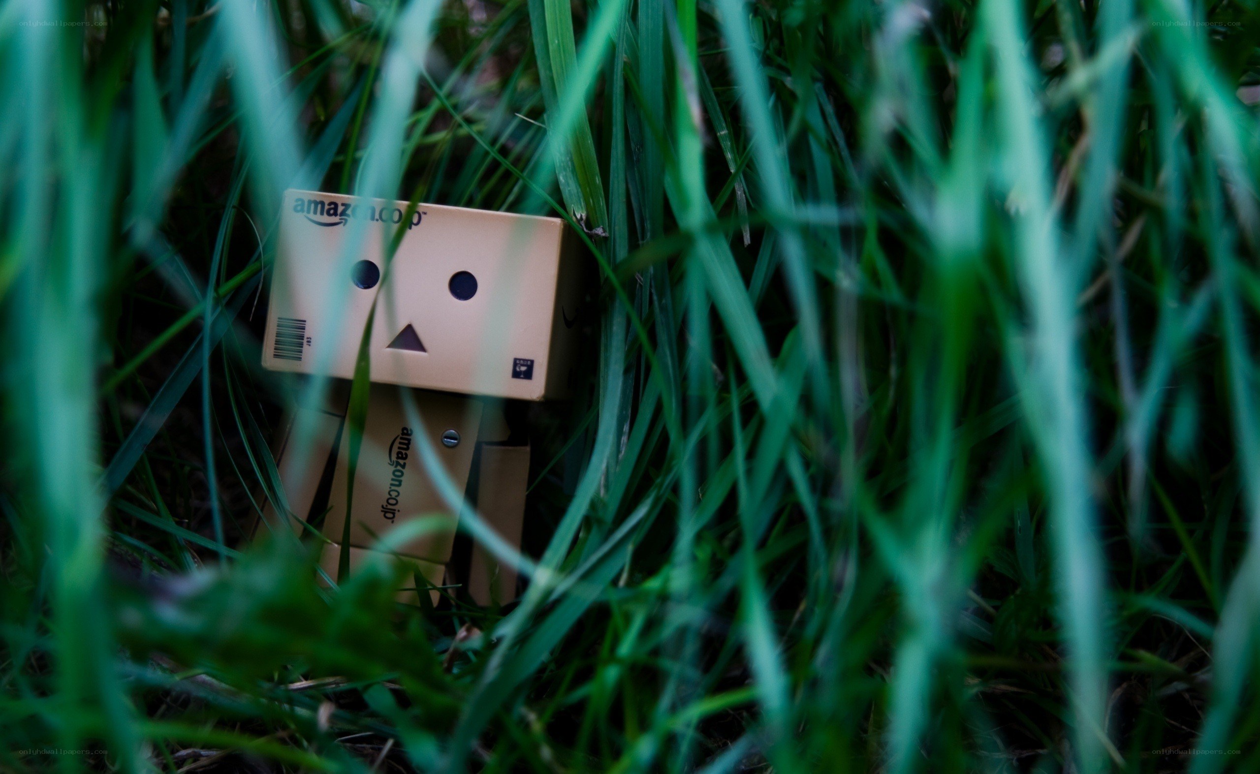 Danbo in the grass