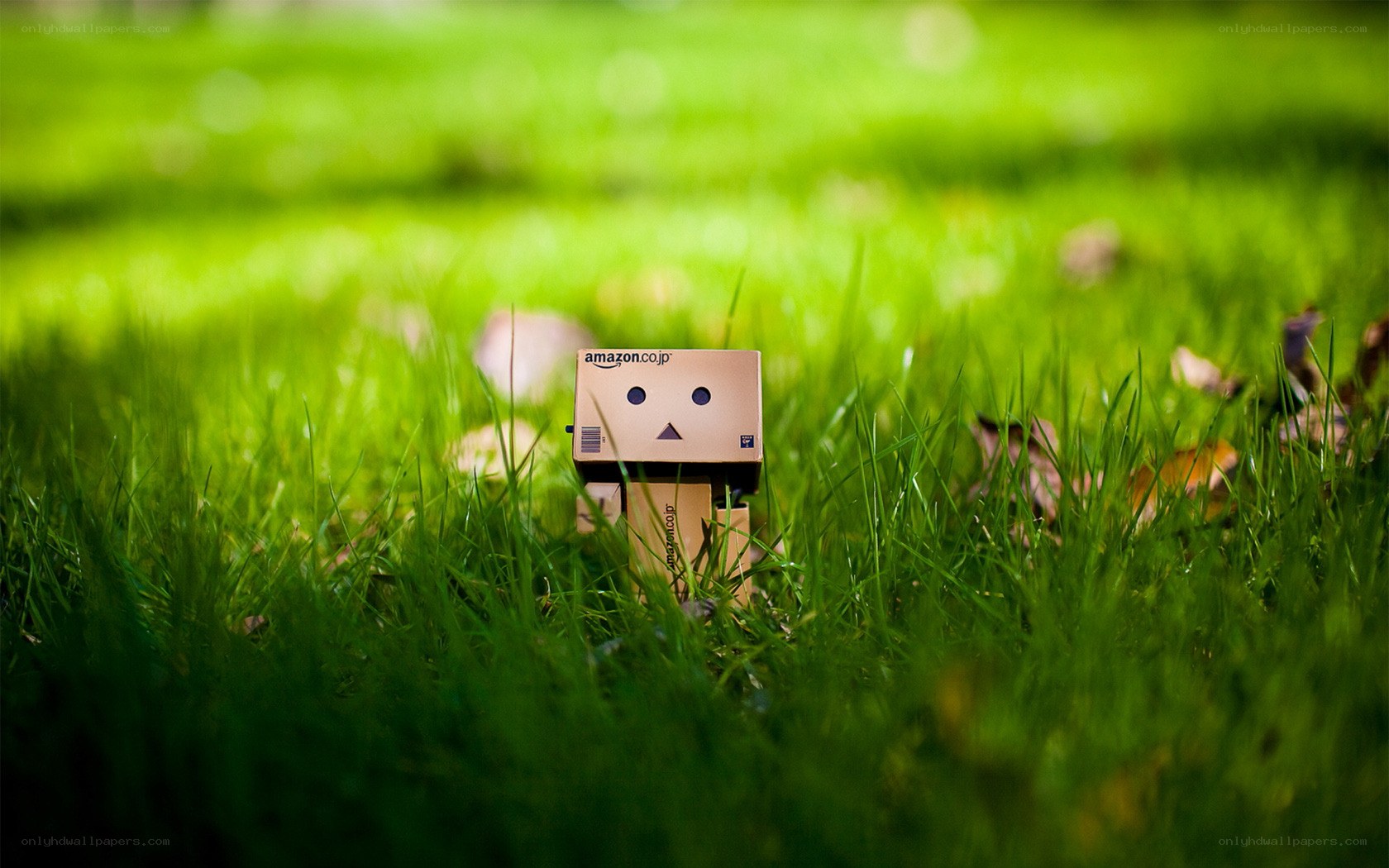 Danbo in the grass