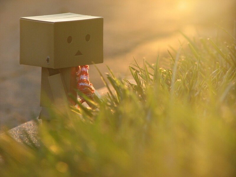 Danbo in the grass at sunset
