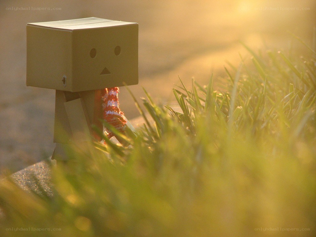 Danbo in the grass at sunset