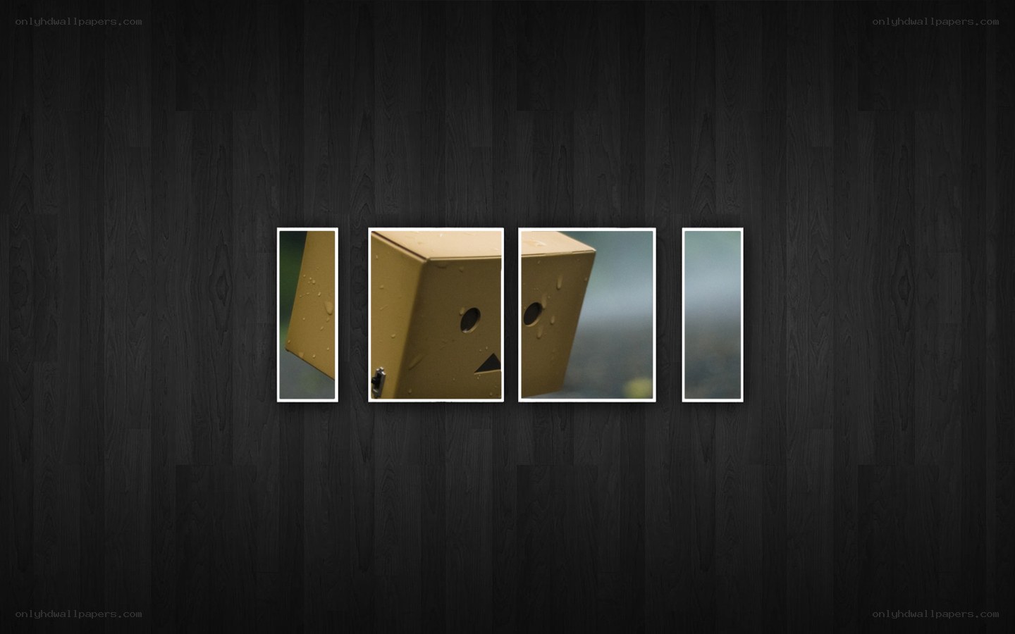 Danbo in the rain